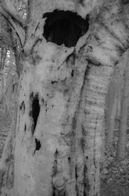 Haunted Tree-2.jpg